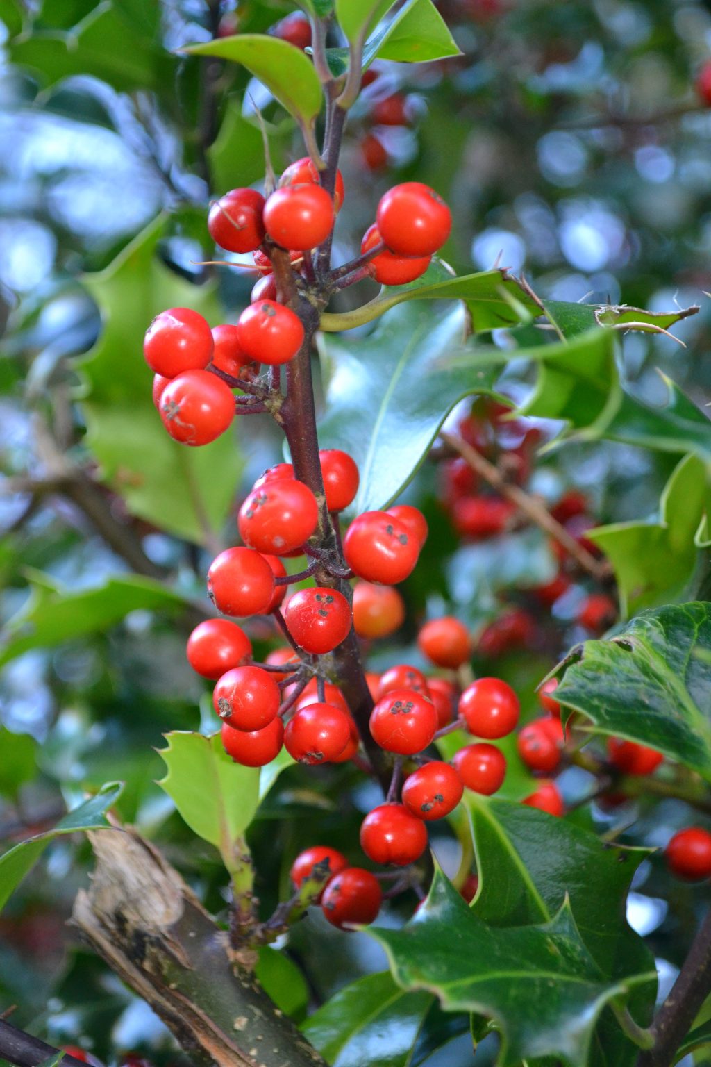 Holly, A Prickly&nbsp;Subject