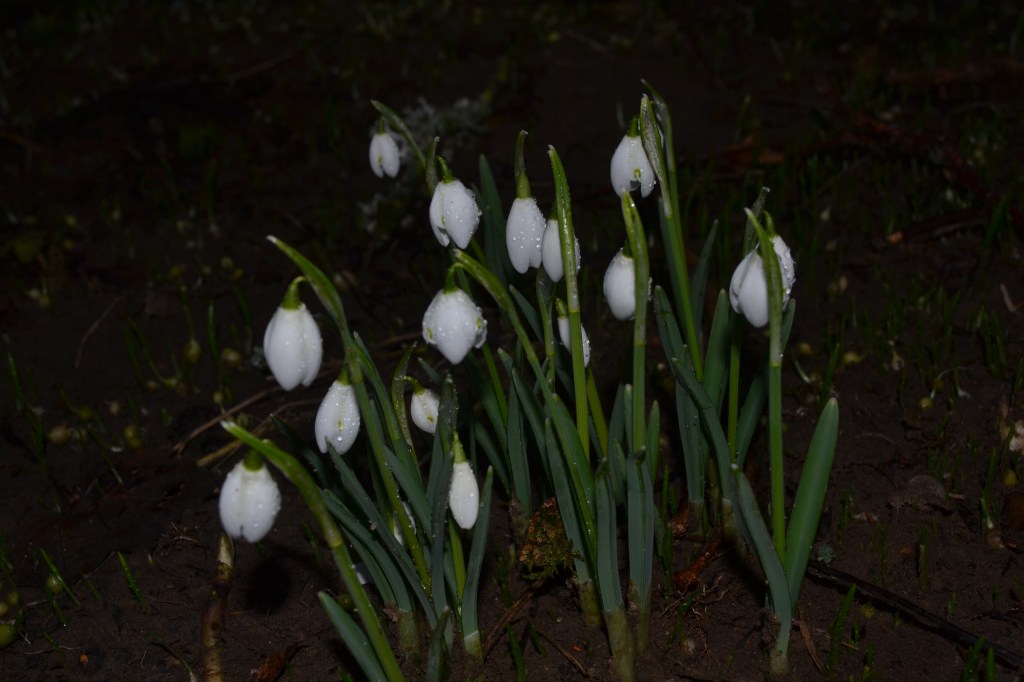 Snowdrops