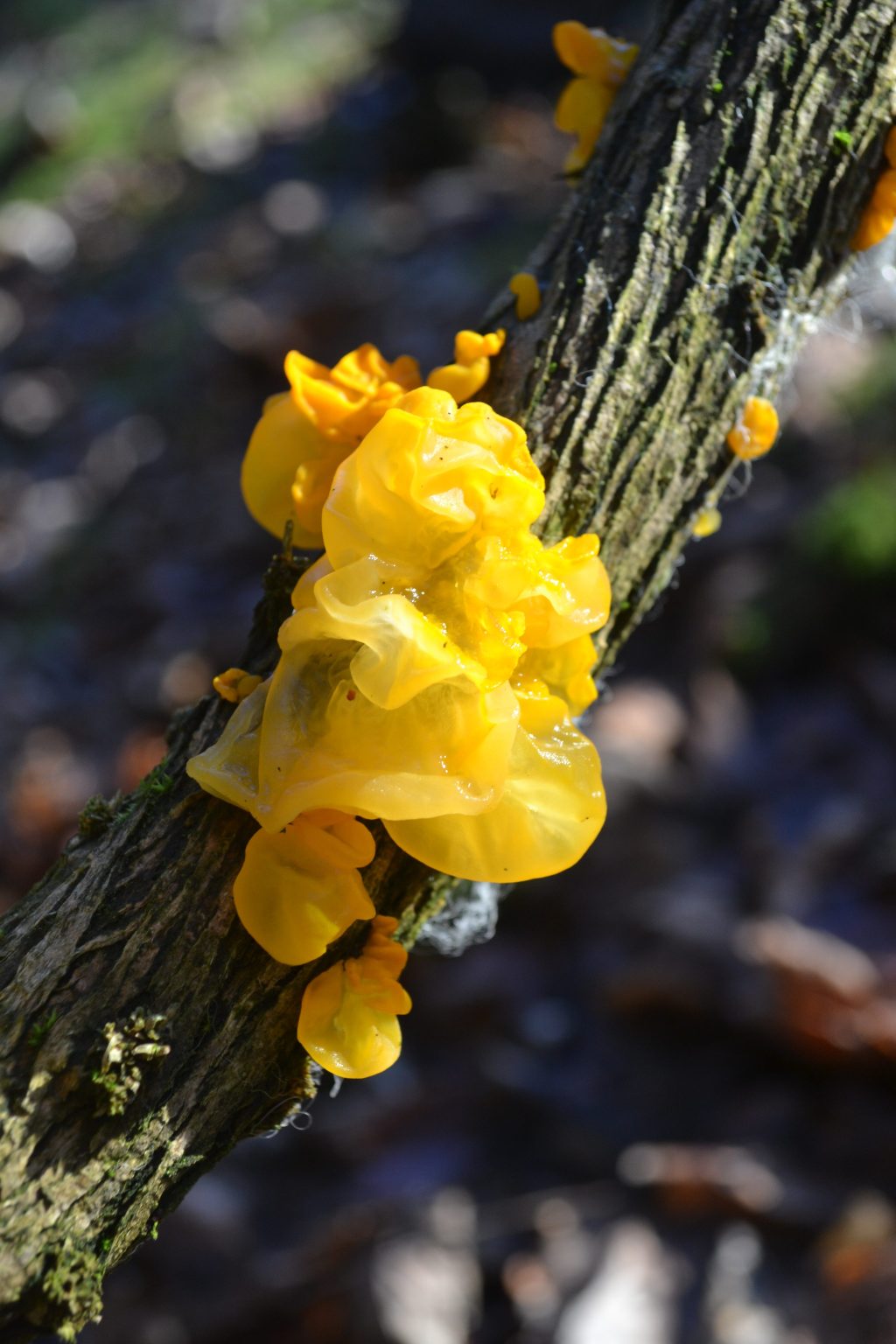 Yellow Brain Fungus