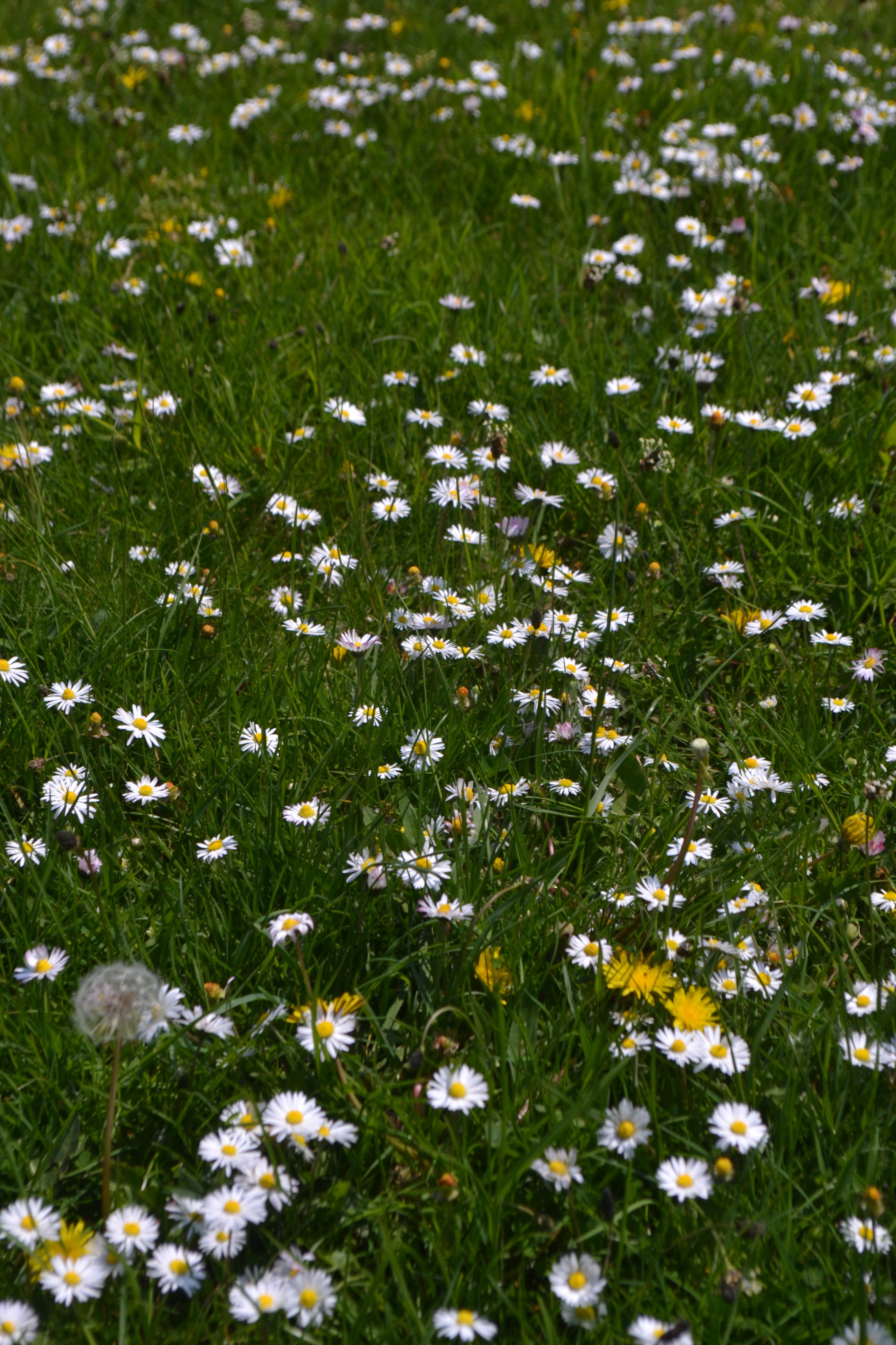 Wild Flowers