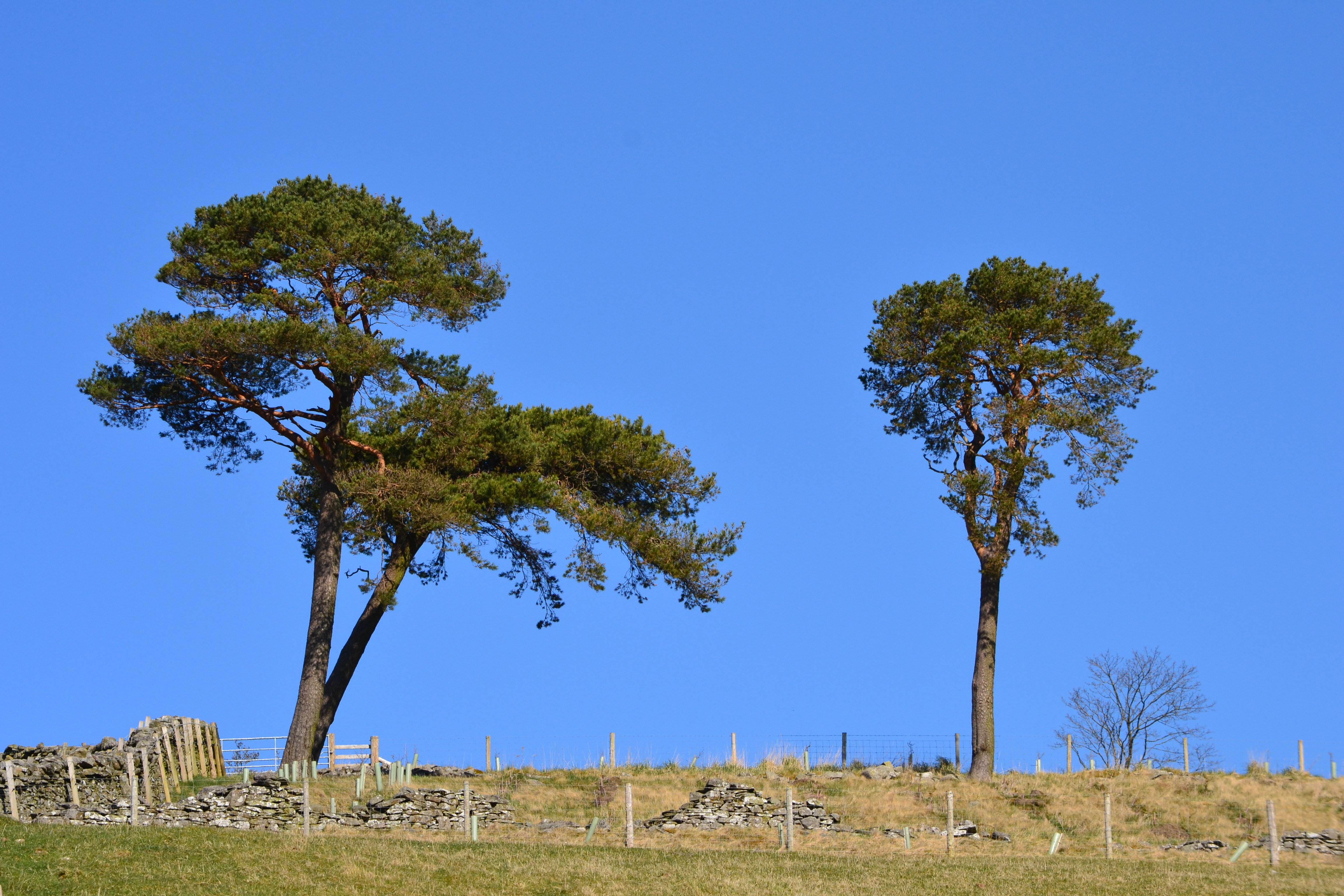 Below is the most recent video from Black Cat Hiking, highlighting Walk 4 from Galashiels Station. Many thanks to Ron Barnes for his continuing interest in promoting the walks.